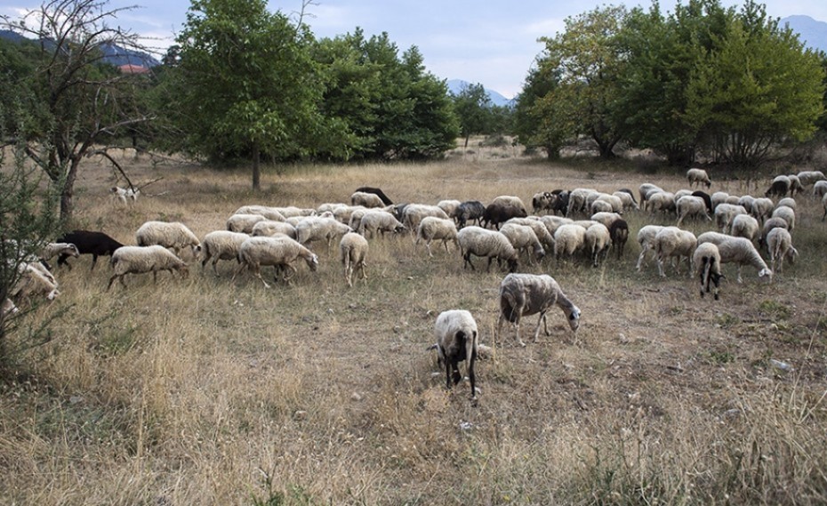 Το σανό που πουλάτε ακρίβυνε ή το κρατήσατε στα ίδια επίπεδα;